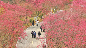 冬樱绽放引客来