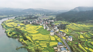 油菜花开春意浓