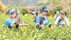 保靖黃金茶春茶開采