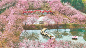 樱花盛放满眼春