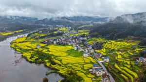 油菜花开 春意盎然