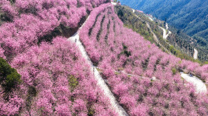 樱花烂漫游客醉