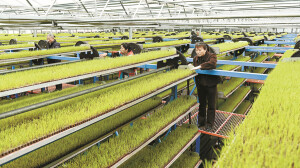 智能化育秧助力粮食生产