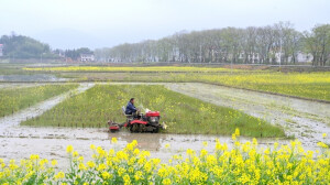春分时节农事忙