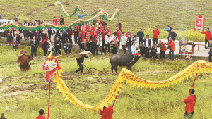 春分巧遇“龙抬头”