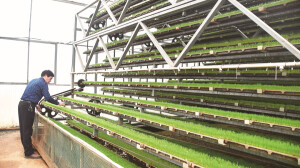 育秧“工厂化” 丰产有保障