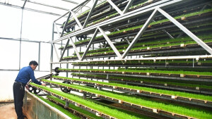 育秧“工厂化” 丰产有保障