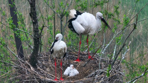 连续三年安家！东方白鹳再添新宝宝