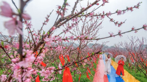 桃花盛开引客来