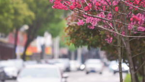 樱花盛开街道美