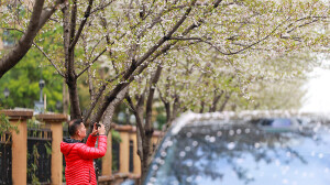 邂逅一场“樱花雨”