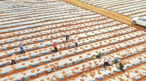 订单种植 助农增收