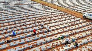 订单种植 助农增收