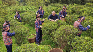 野茶生“金”促振兴