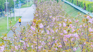 一路樱花一路春