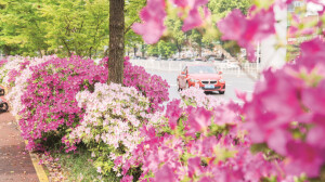 一路繁花满城春