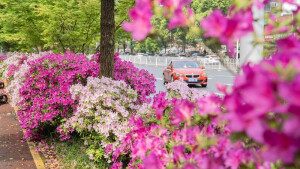 一路繁花满城春