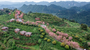 茶山花海引客来