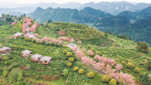 茶山花海引客来