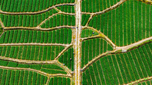 “金”百合 富农家