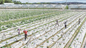 “菜篮子”直供大湾区