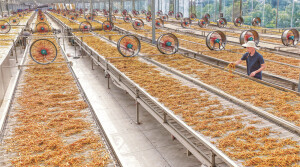 黄花菜铺出金色产业路