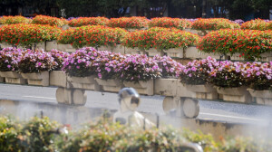 鲜花扮靓星城路口