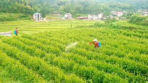 茶叶管护正当时