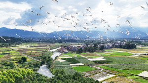 生态向好 鹭鸟飞来