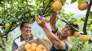 梨园丰收采摘忙