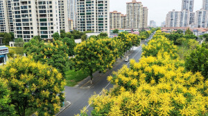 栾树花开满城秋
