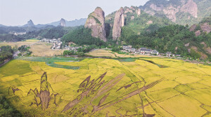 崀山“朱鹮稻”熟了