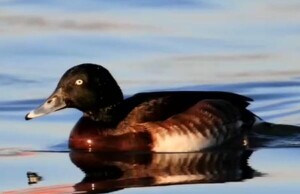 沅江：世界极危鸟类&mdash;&mdash;青头潜鸭迁徙南洞庭湖越冬