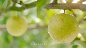 【扶贫公益广告】永州江华&ldquo;瑶山雪梨&rdquo;