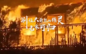 清明节森林防火宣传片