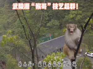 武陵源&ldquo;猴哥&rdquo;技艺超群！