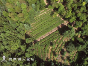 鹿原点滴：这碗贡茶有点醇