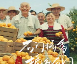 石门橘香，橘乡石门