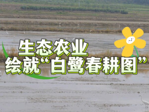 常德澧县：生态农业绘就&ldquo;白鹭春耕图&rdquo;