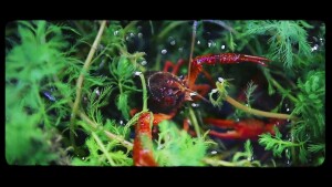 第二十三届农博会10月28日开幕，这几大亮点别错过！