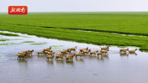 洞庭月历3 | 当春天的小鹿跑过洞庭湖湿地