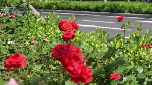 花开&ldquo;未来之城&rdquo;！雄安的大街小巷到处都能看到姹紫嫣红、繁花似锦