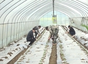 灵官镇豪田村：小蔬菜撑起大产业