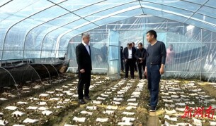 陈跃文到我县调研羊肚菌种植产业发展情况