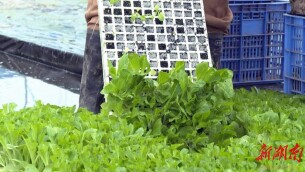 坪上村：春耕正当时 烟苗移栽忙