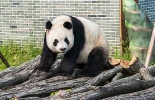 “五一”假期首日凤凰中华大熊猫苑人气火爆 现场参观游客达3万余人