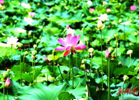 岳阳经开区西塘镇: 美丽荷花助力乡村振兴