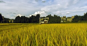 ​新田：冒高温战酷暑 忙“双抢”（组图）