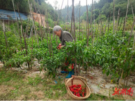 “微菜园”种出幸福感  解了“乡愁”甜了“心房”