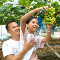 菁芜洲镇：发展特色水果产业 “甜蜜经济”促增收